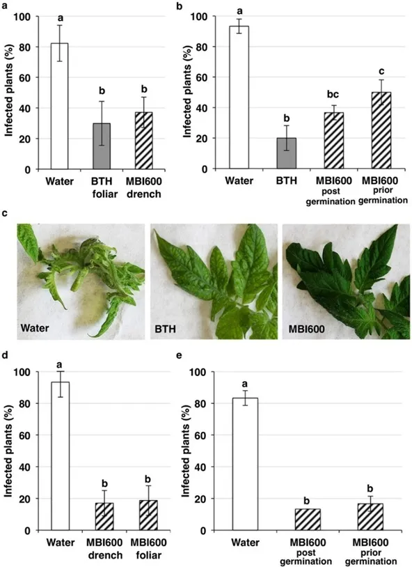 efeito de bacillus amyloliquefaciens na incidência de doenças