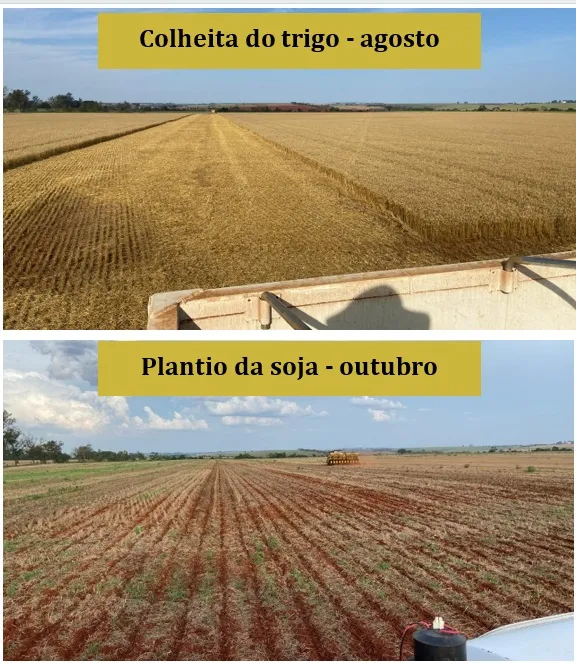 plantio de soja na palhada de trigo