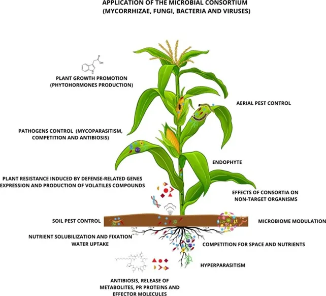 efeito da aplicação de microrganismos como Bacillus nas plantas