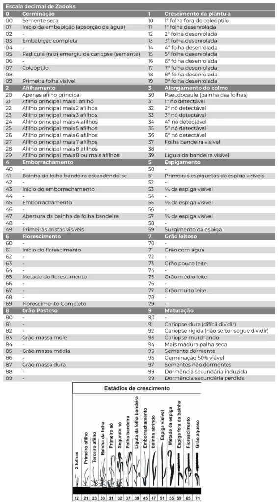 Descrição dos estágios fenológicos de crescimento do trigo da escala decimal de Zadoks 