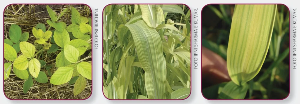 sintoma da deficiência de ferro nas plantas de soja, sorgo e trigo