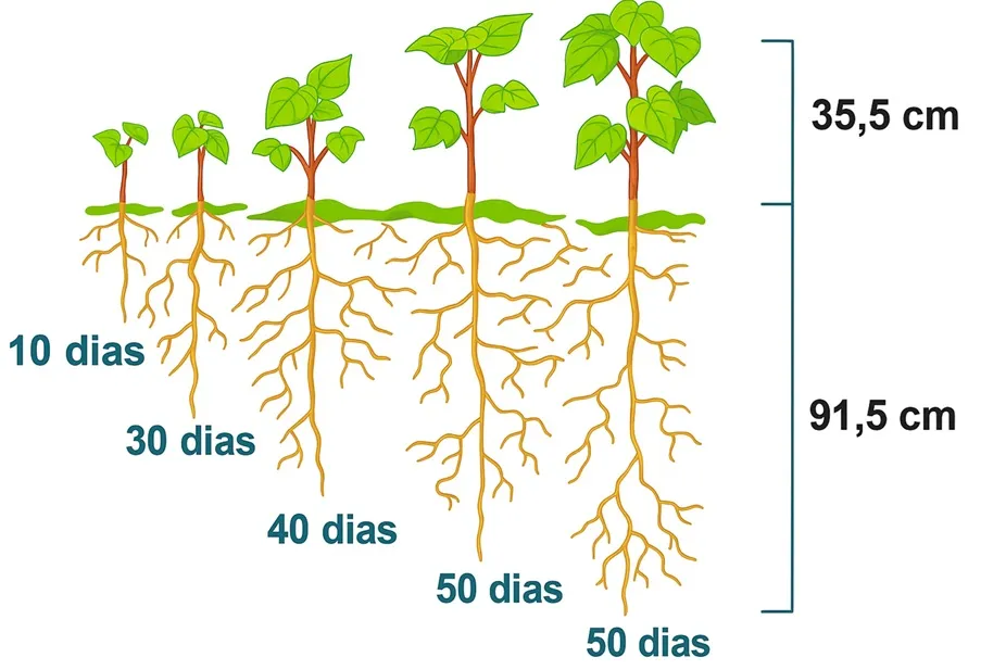 sistema radicular do algodão