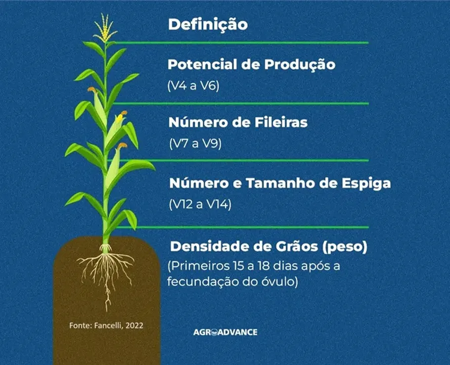 estádios fenológicos críticos no milho