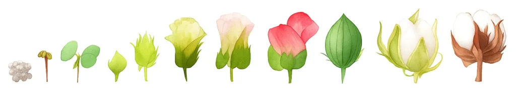 Flor do algodão