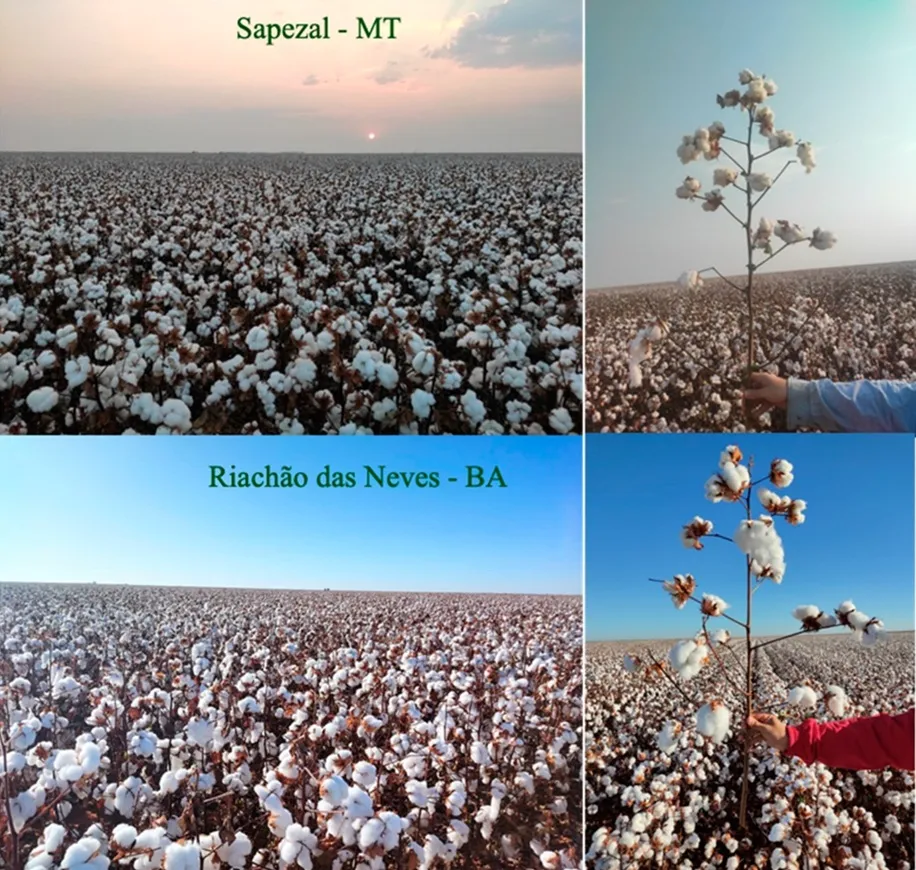 Fazendas de produção de algodão em Mato Grosso e Bahia