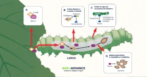 modo de ação da bactéria Bacillus thuringiensis em lepidópteros lagartas