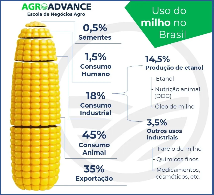 usos e destinos do milho produzido no Brasil