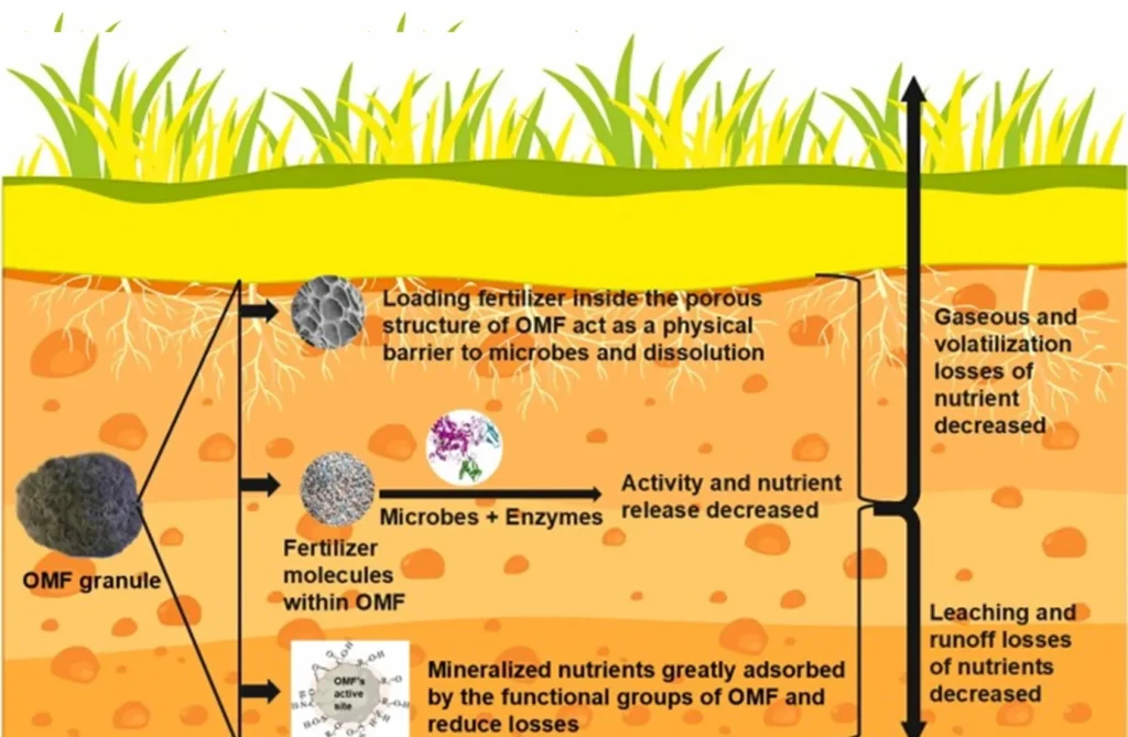 Dinâmica do fertilizante organomineral no campo