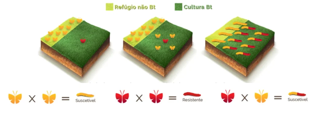área de refúgio como adotar e porque da resistência de insetos em plantas transgênicas