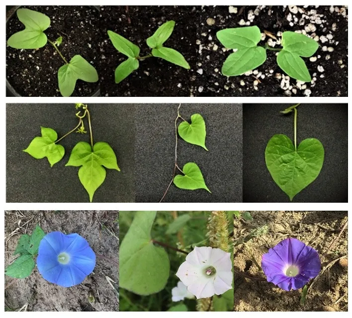 espécies de corda de viola Ipomea hederacea, Ipomea lacunosa e Ipomea Purpurea