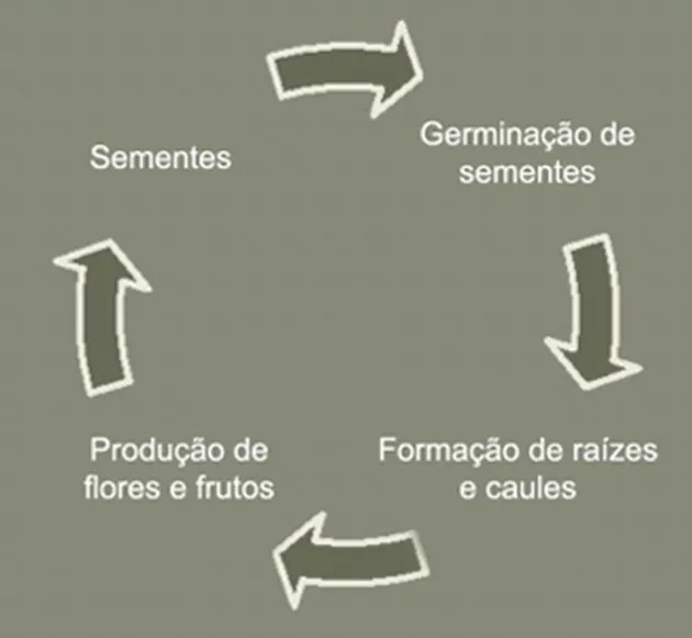Ciclo reprodutivo da corda-de-viola.