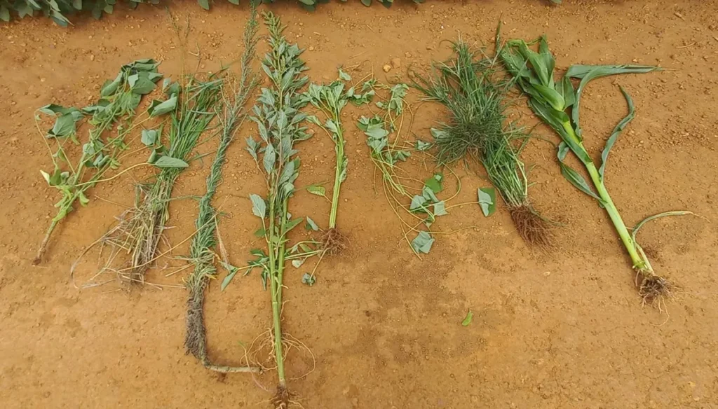 plantas daninhas em lavouras de soja