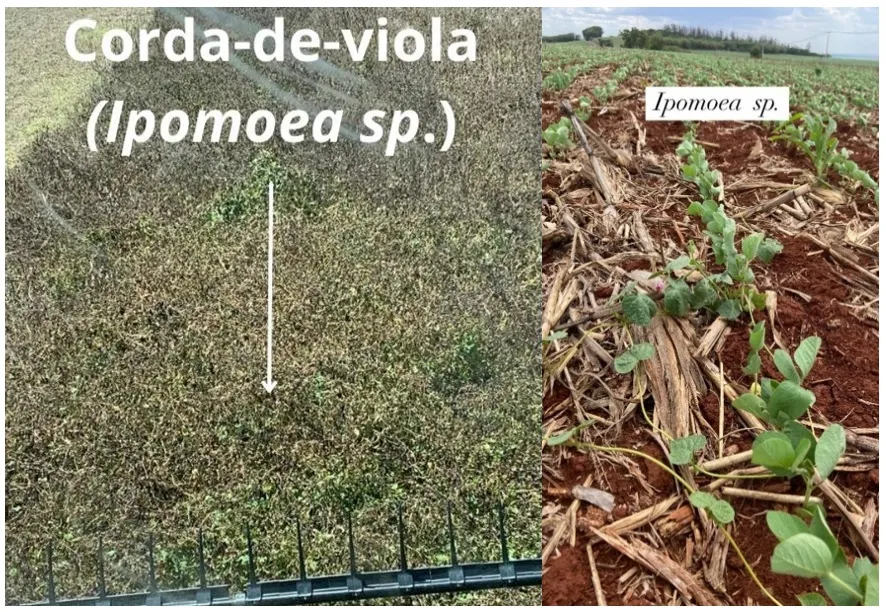 reboleira de corda de viola em lavoura