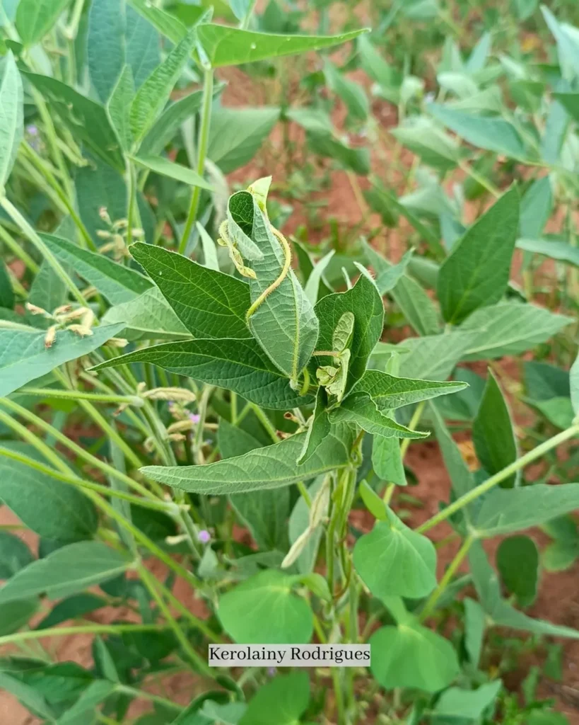 corda de viola trepando em plantas de soja