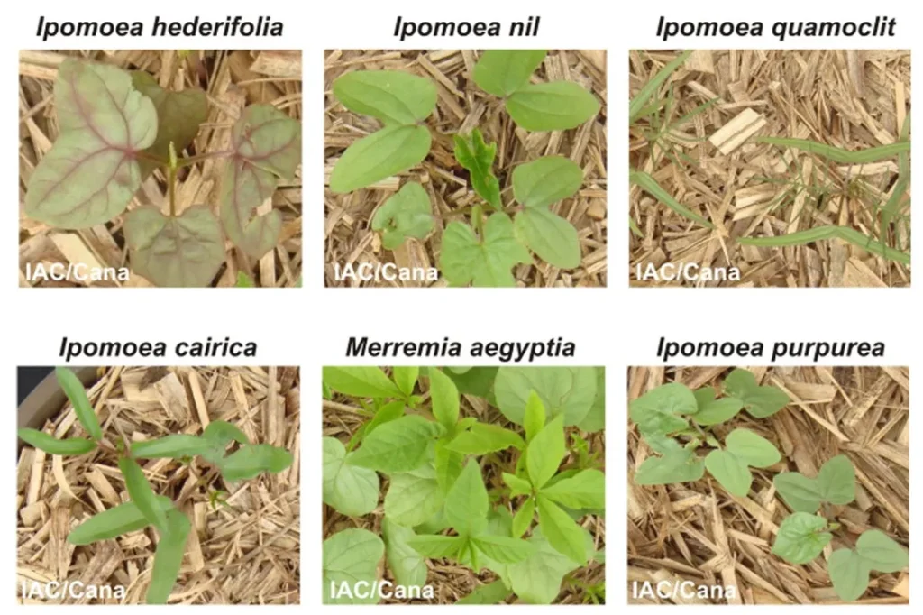 identificação de espécies de corda-de-viola (Ipomoea spp.) em campo