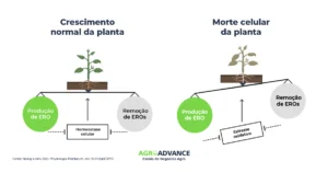 estresse oxidativo em plantas produção de EROS (ROS) e morte celular