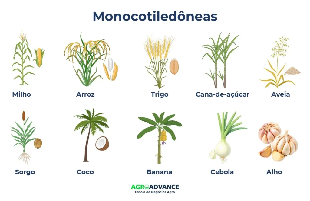 exemplos de monocotiledôneas