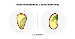 sementes de monocotiledôneas e dicotiledôneas