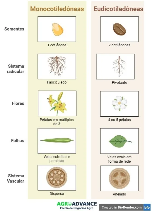 diferenças entre monocotiledôneas e eudicotiledôneas