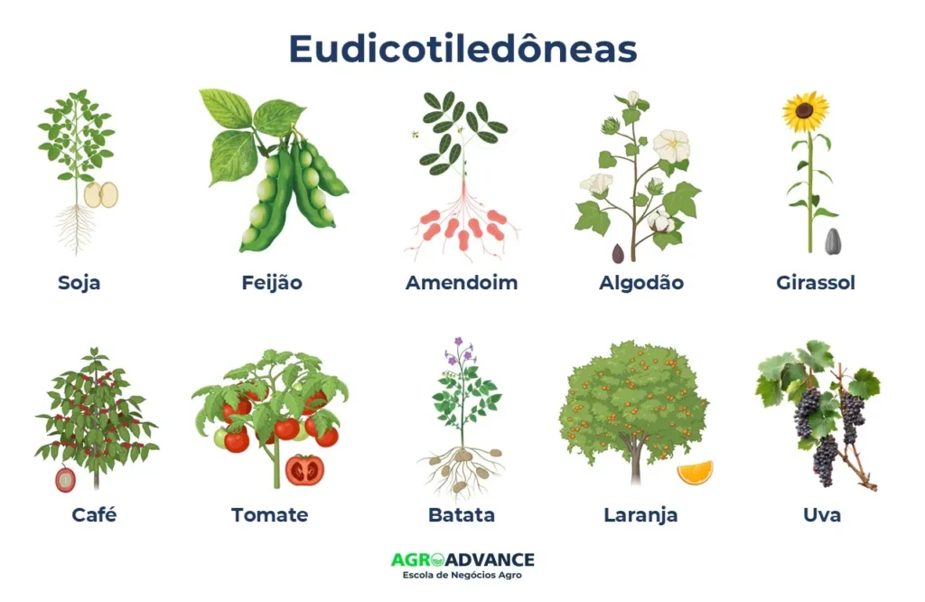 Exemplo de Eudicotiledôneas exemplo de dicotiledôenas