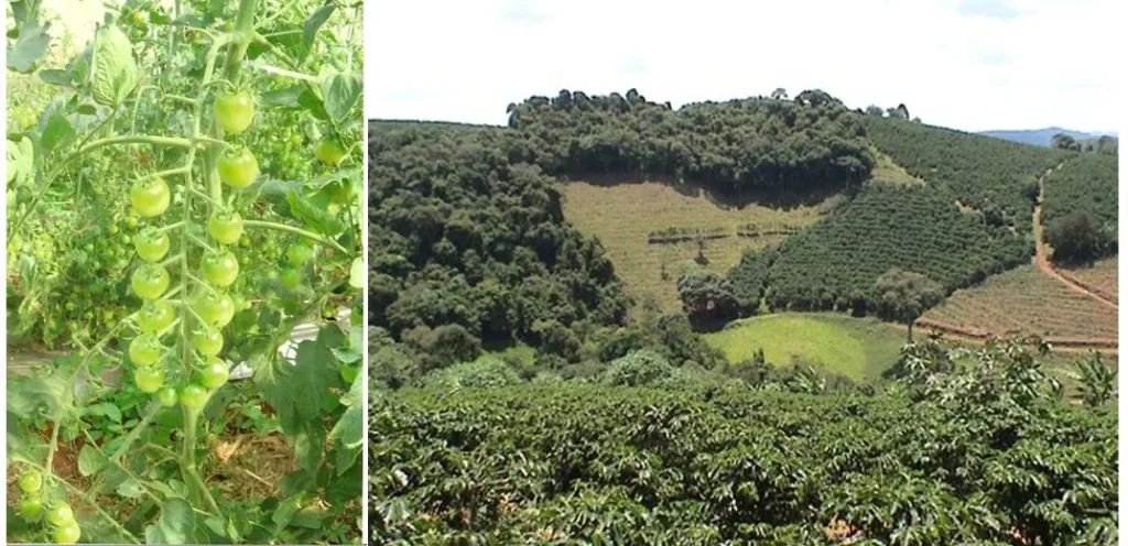 tomate orgânico e café orgânico