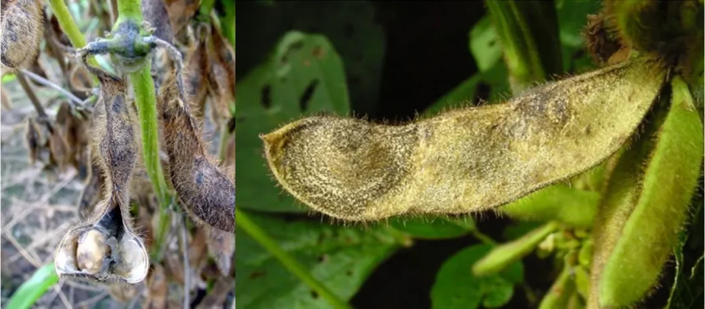 Antracnose na soja