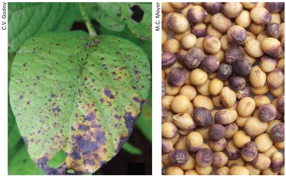 Crestamento foliar e mancha púrpura da soja