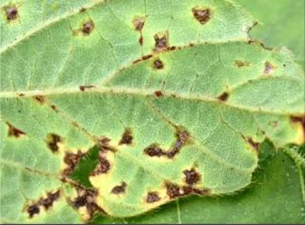 Crestamento bacteriano na soja