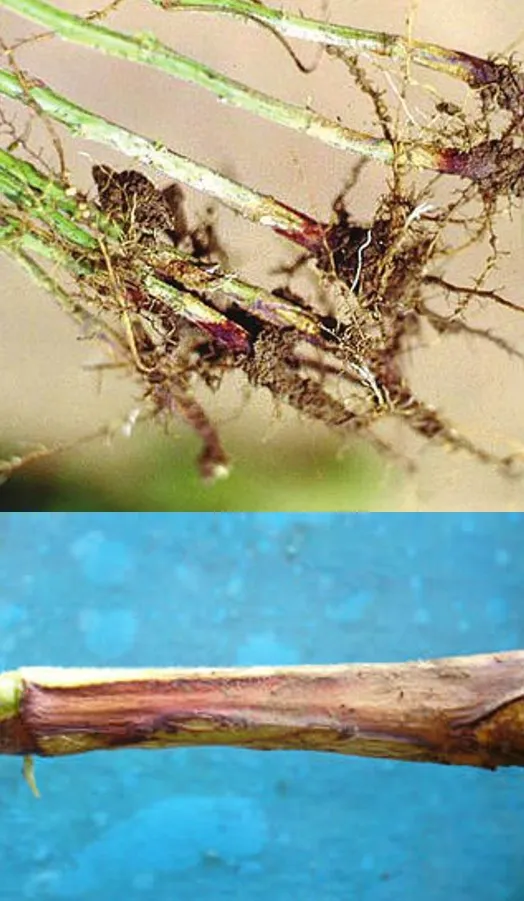 Fusarium na soja