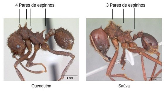 pragas da soja: formigas cortadeiras