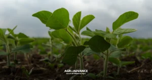 Fisiologia vegetal: planta de soja em crescimento