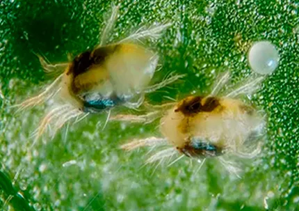 pragas da soja: acaro rajado