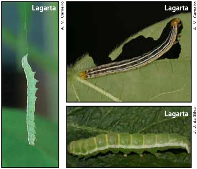 pragas da soja: lagarta da soja anticarsia gematalis
