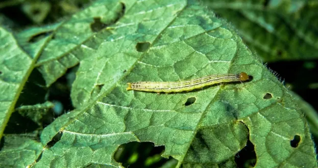 pragas da soja: lagarta helicoverpa 