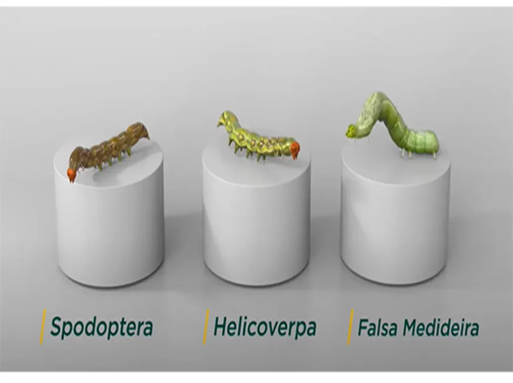 pragas da soja: diferença de lagartas da soja spodoptera, helicoverpa e  falsa medideira