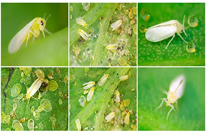pragas da soja: mosca branca