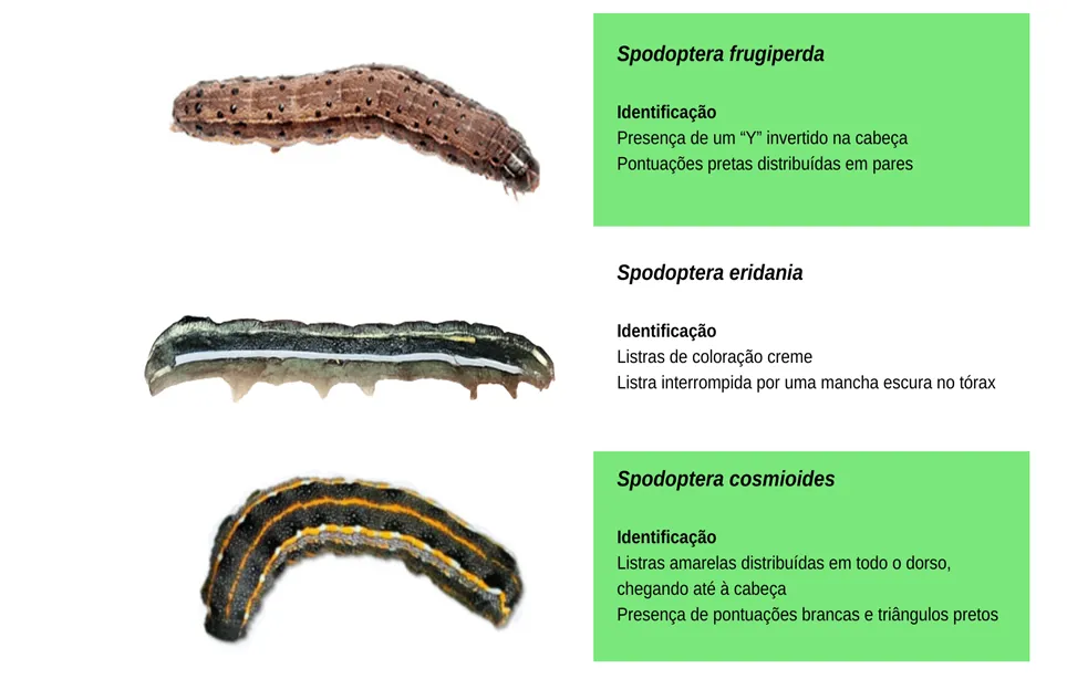 pragas da soja: lagartas Spodpteras: Spodoptera frugiperda, Spodopter5a eridania e spodoptera cosmioides
