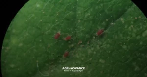 ácaros fitófagos na agricultura ácaros na soja