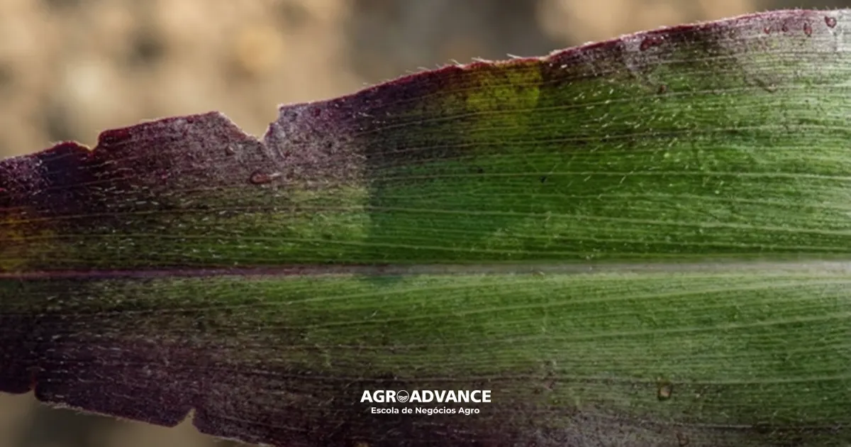 antocianinas nas plantas resultam em coloração roxa nas folhas