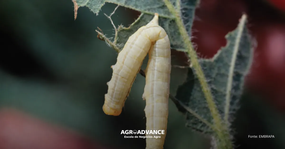 Baculovírus para controle de lagartas