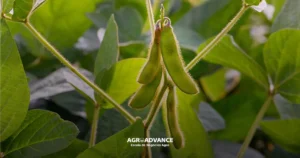 adubação foliar em soja para enchimento dos grãos