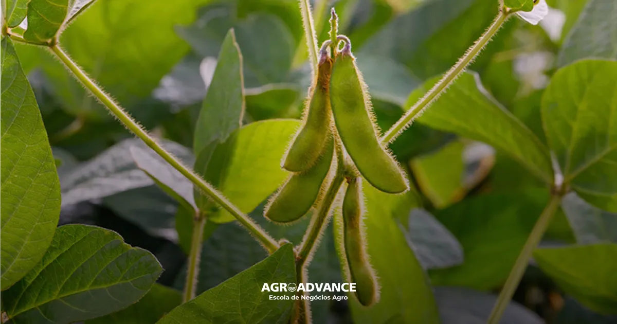 adubação foliar em soja para enchimento dos grãos