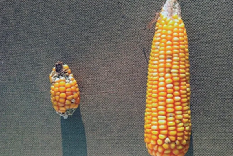 Comparação de espigas de milho (enfezamento)