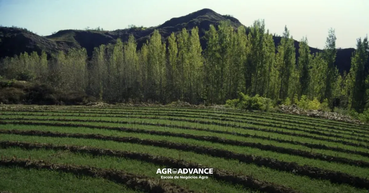 Como é a agricultura na China e o que podemos aprender com ela?