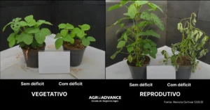 efeito do estresse hídrico nas plantas déficit hídrico nas plantas