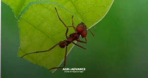 formigas cortadeiras