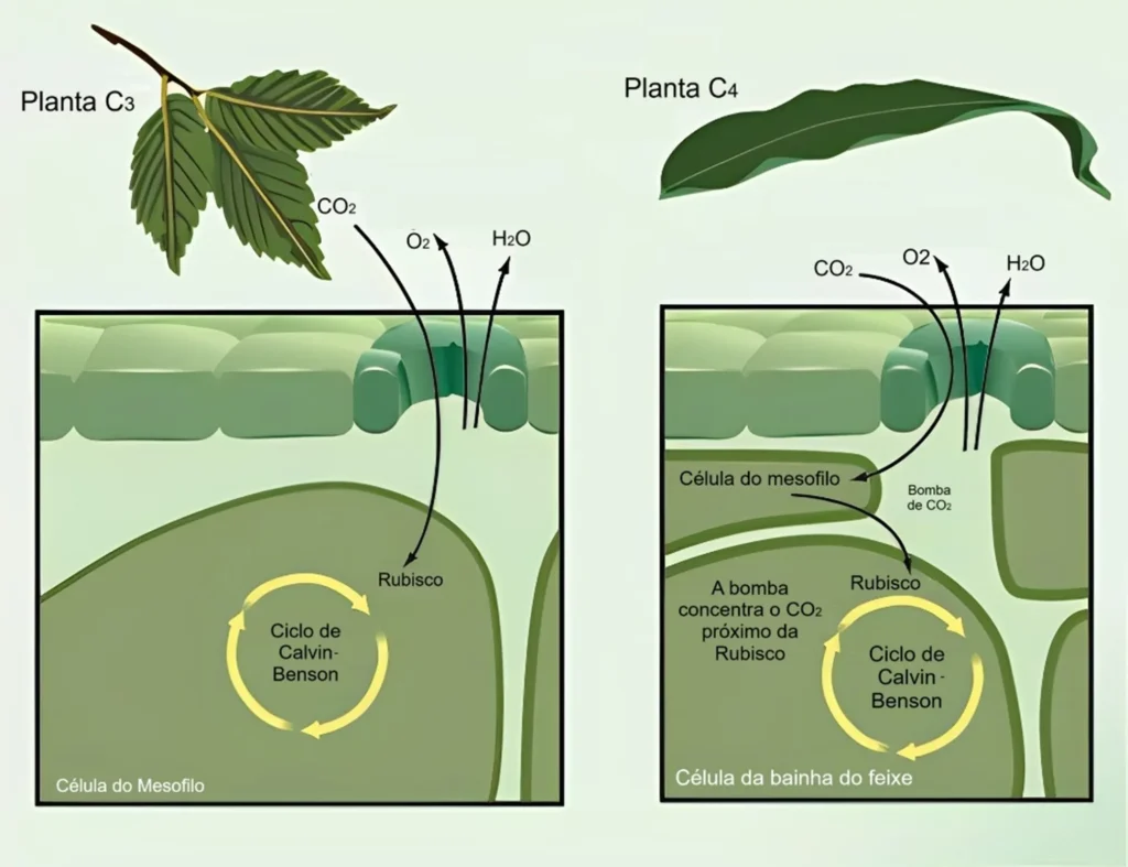Representação da assimilação do CO2 em plantas