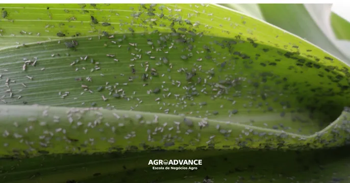 Pulgões do milho na folha de milho