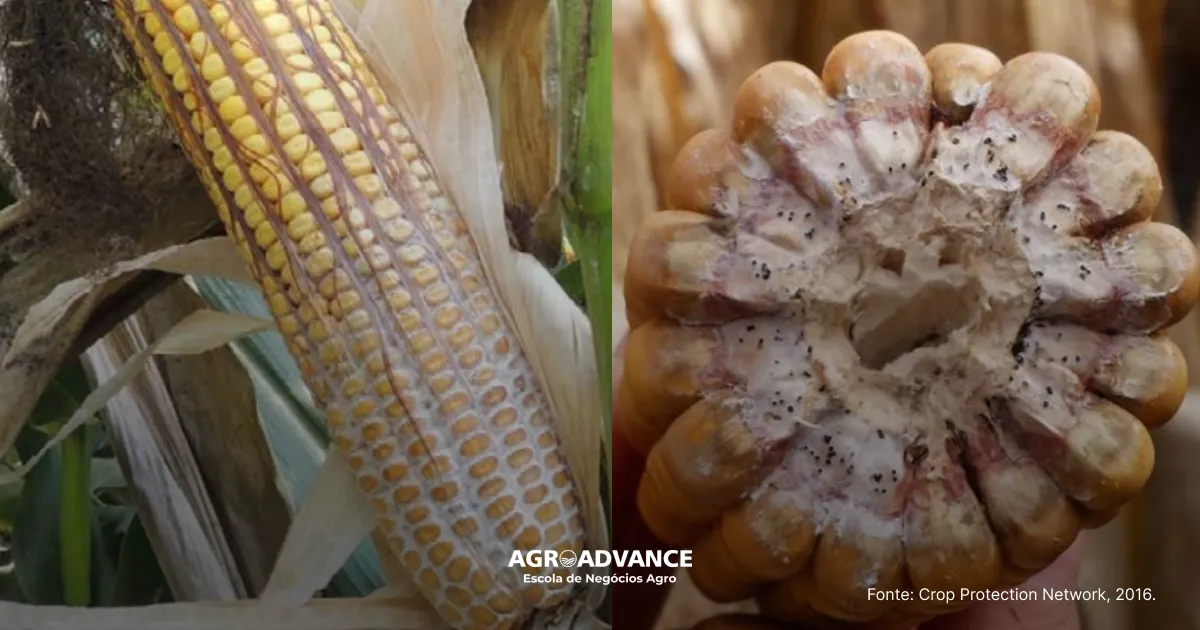 Diplodia no milho