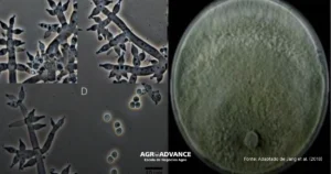 Placa de petri e imagem microscopica de trichoderma harzianum